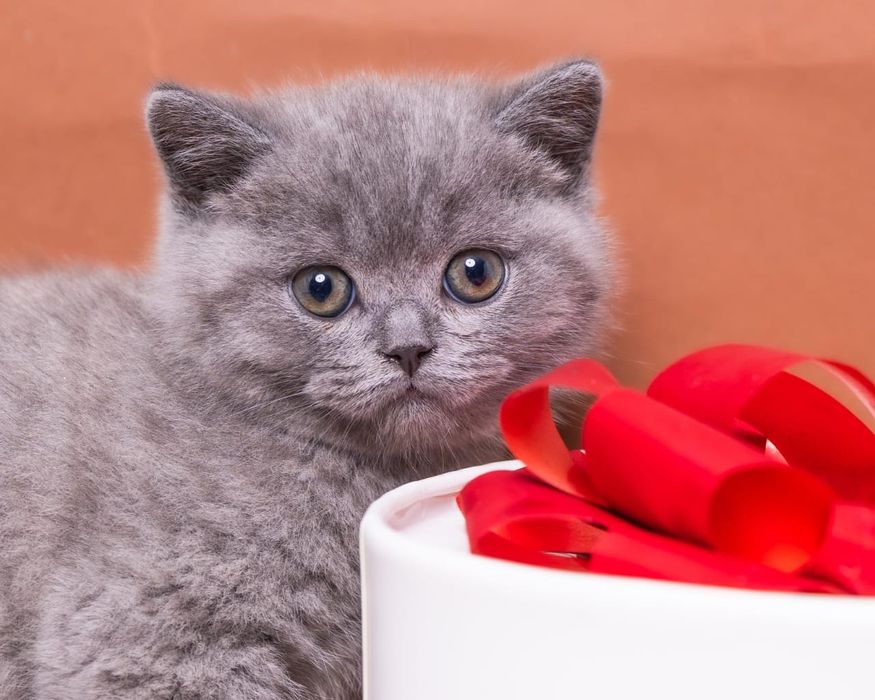 Британские серые котята