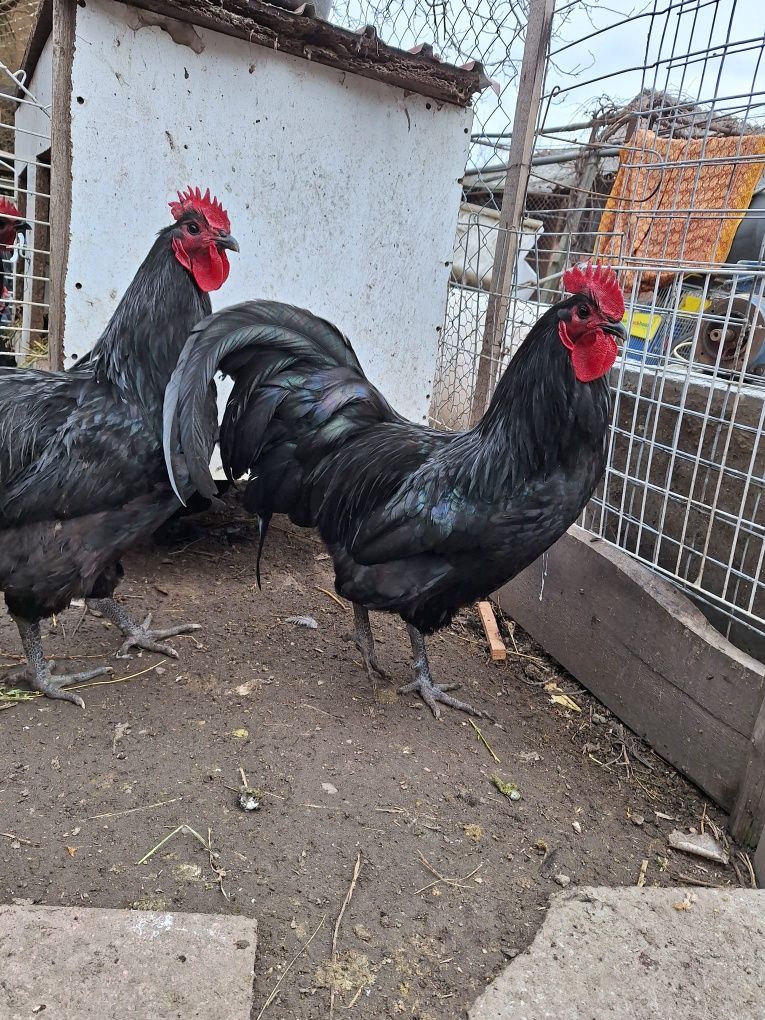 Vând cocosi australorp