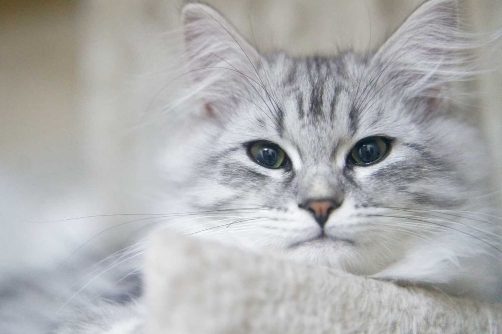 Pisica Siberiana - Felisa Autorizata