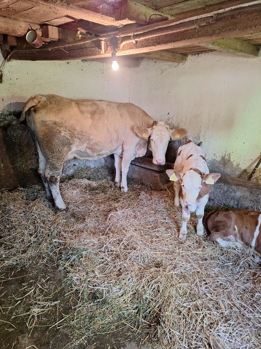 Vând vaca a doua fătare
