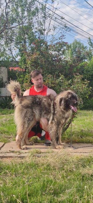 Femela Ciobanesc Caucazian