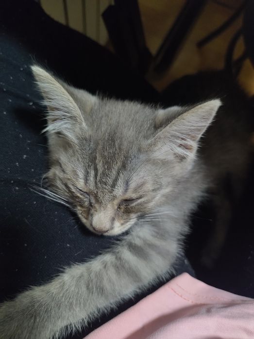 Отдам в хорошие руки