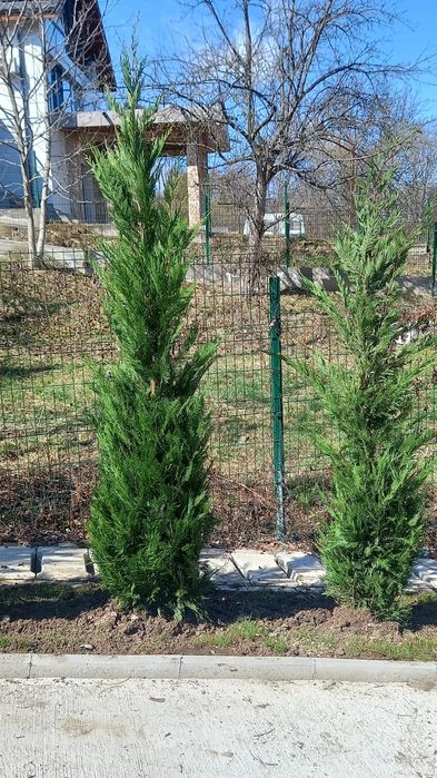 Plante ornamentale & gazon rulou