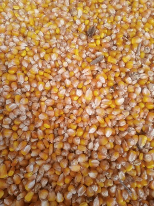 Porumb, gråu, triticale.posibilitate de transport