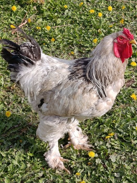 Tovuq xoʻroz bramala sotiladi