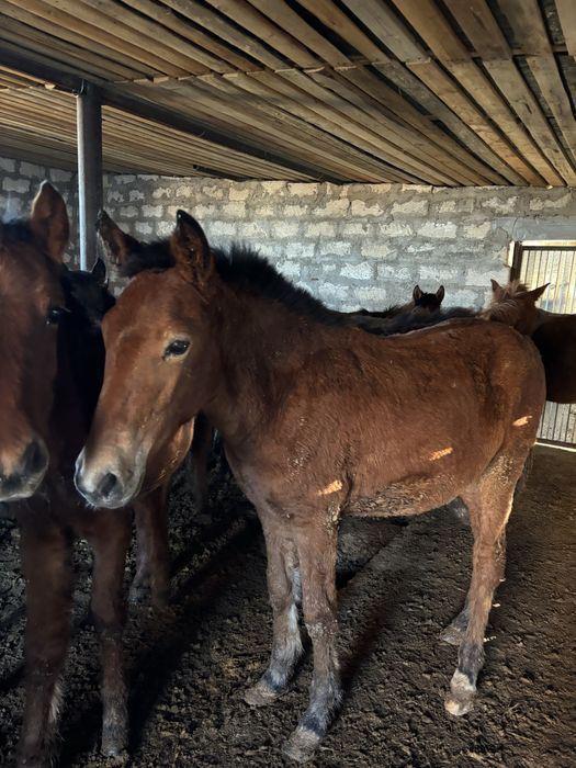 Жабағылар сатылады 25 бас еркек ұрғашы аралас оптом бага 200мың