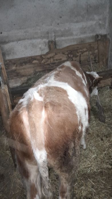 Vând viel pt abatorizare