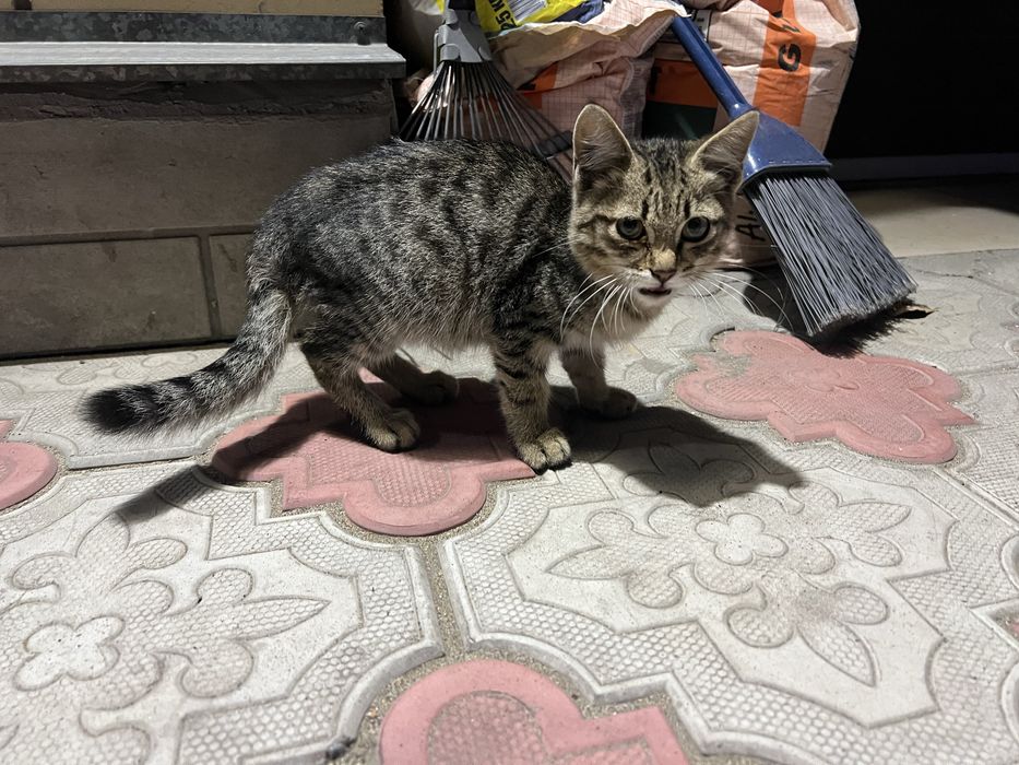Отдам котенка в хорошие руки