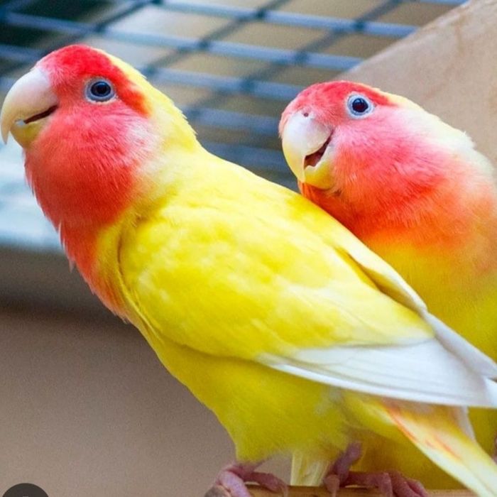 Неразлучники молодняк