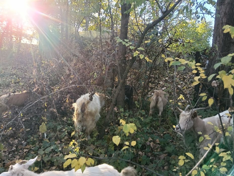 De vânzare capre românești