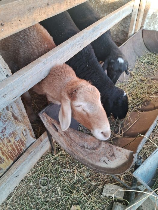 Кучкор сотилади .