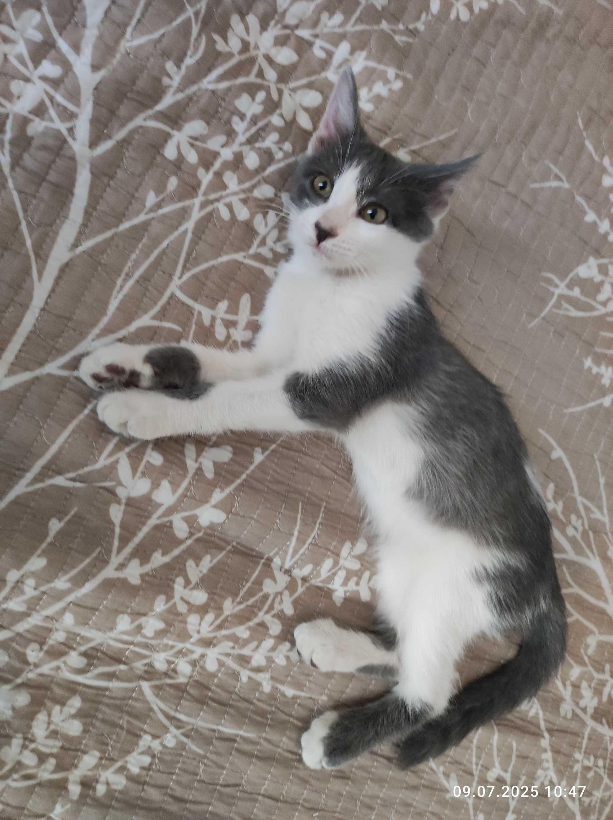 Котенок девочка отдам в хорошую семью.