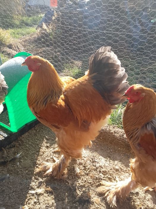 Cocosi brahma col galben !