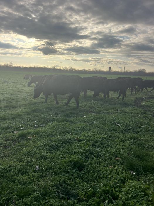 Продавам месодайни крави и телета