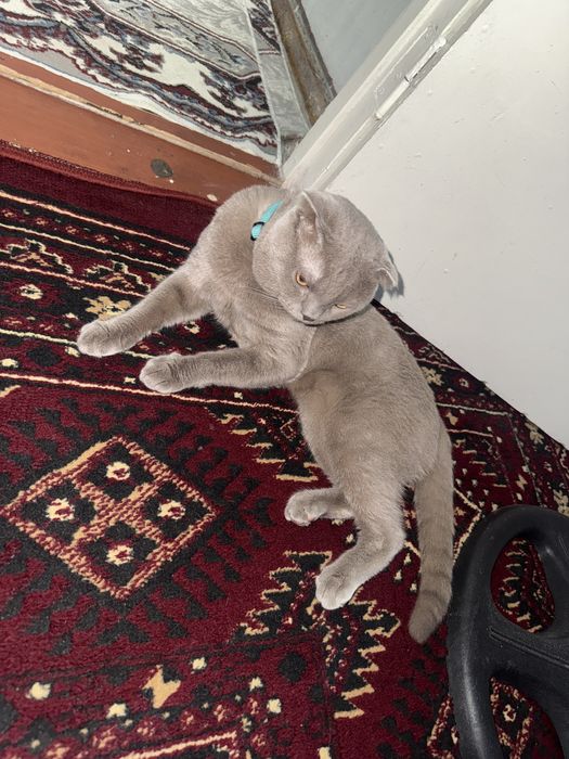 Продам чистих домашних котят