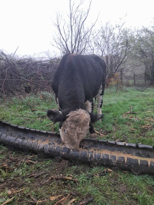 Мъжки телета за клане или разплод