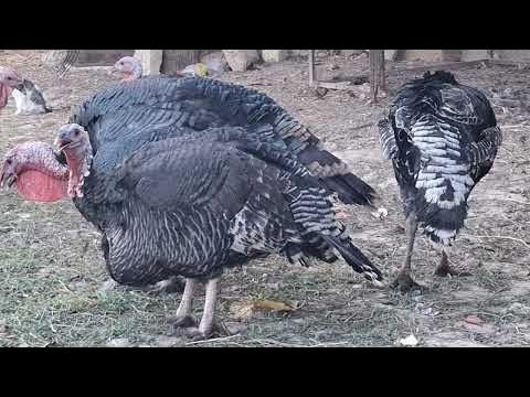 Jaydari kurka oilasi 1 yosh qishga chidamli