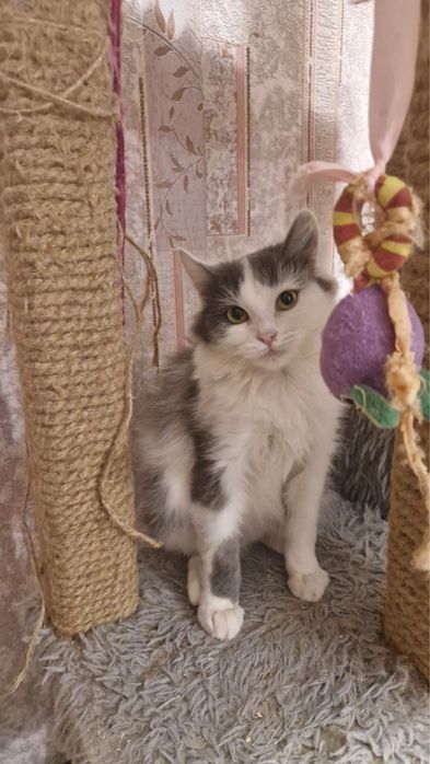 Кошечка в самые добрые руки