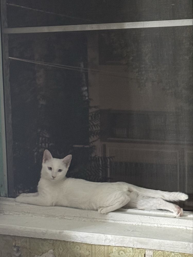 Белоснежный котёнок ищет дом