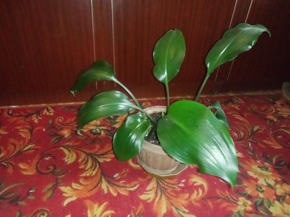 Гиппеаструм, эухарис, алоэ.