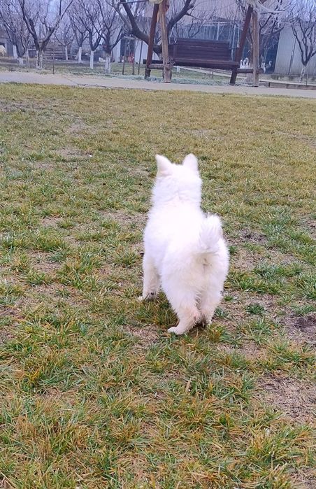 Ciobanesc elvețian (lup alb) - Berger Blanc Suisse