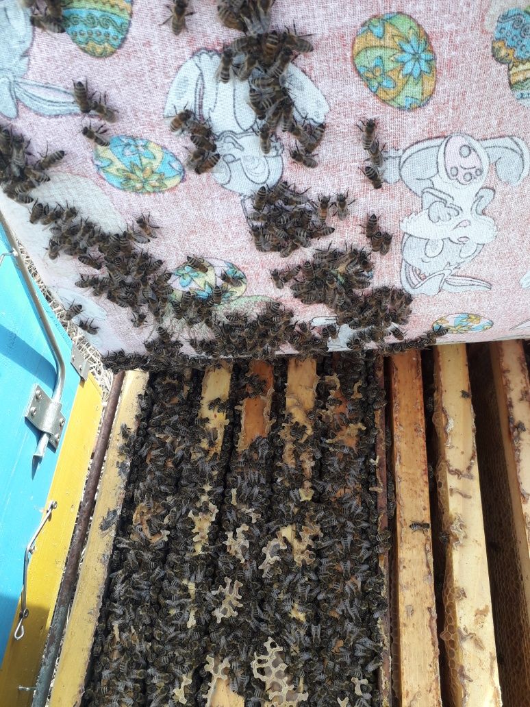 Vand 40 de familii de albine