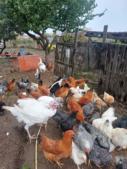 Продавам  домашни петли