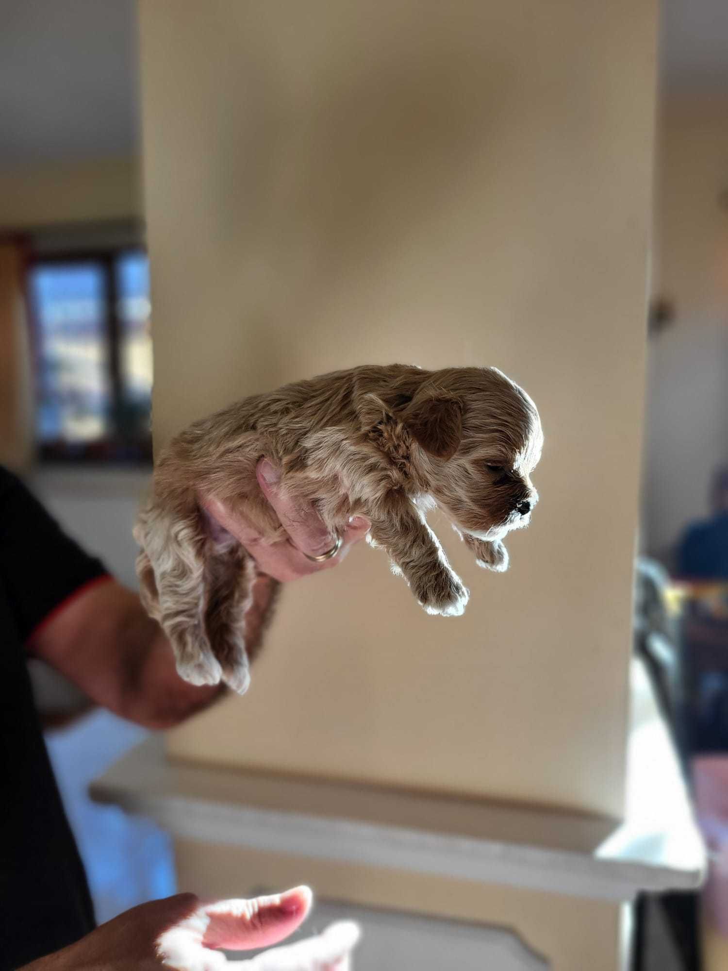 Pui Maltipoo Toy femela