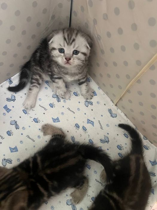 Шотландский котята