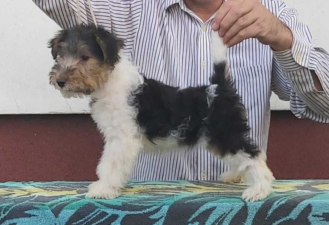 Foxterrier sârmos