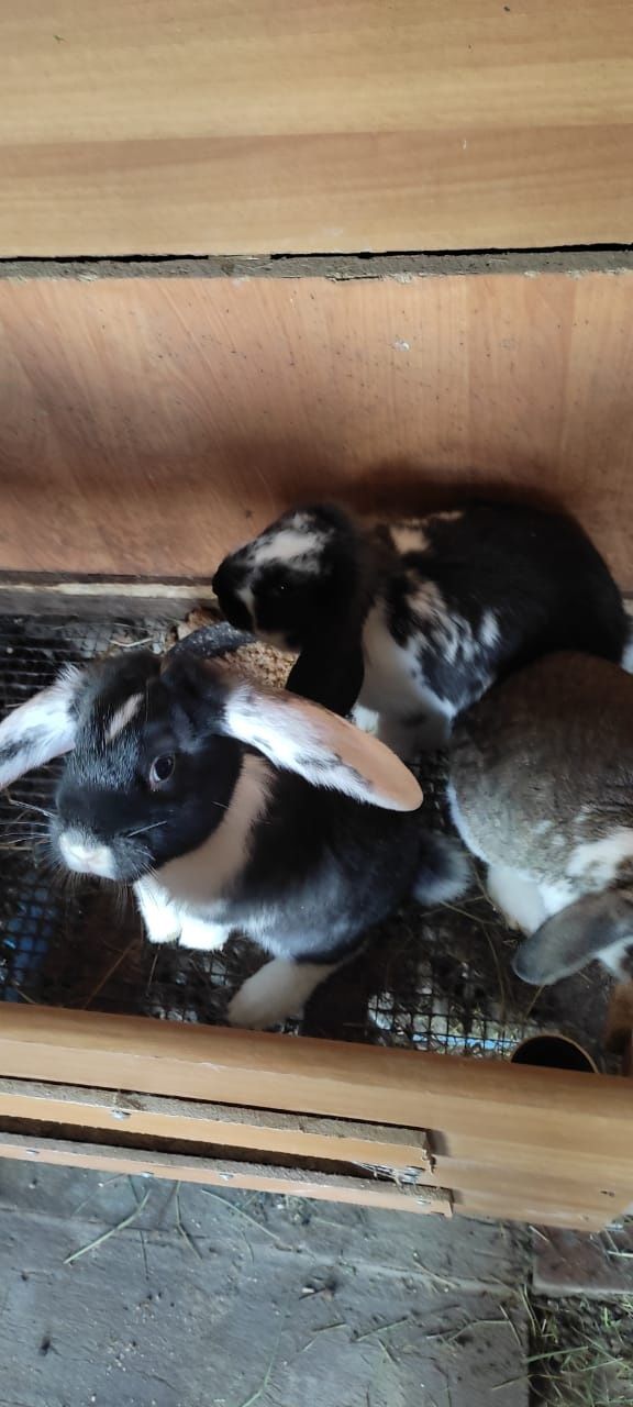 Продам кроликов разной породы