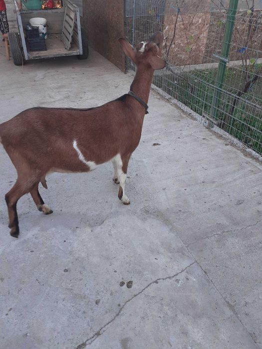 Vind capre foarte frumose