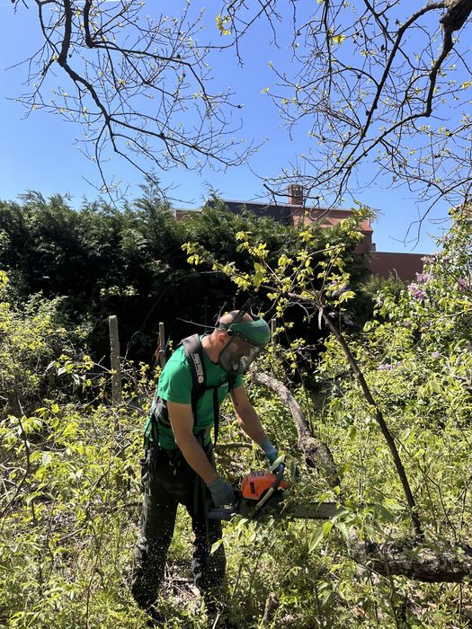 Рязане на дървета, санитарна сеч, дробене на клони, извозване
