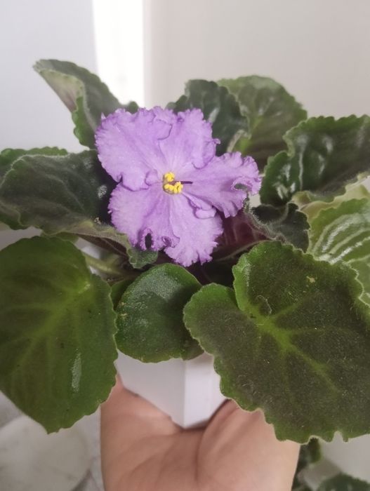 Продам фиалки очень красивые