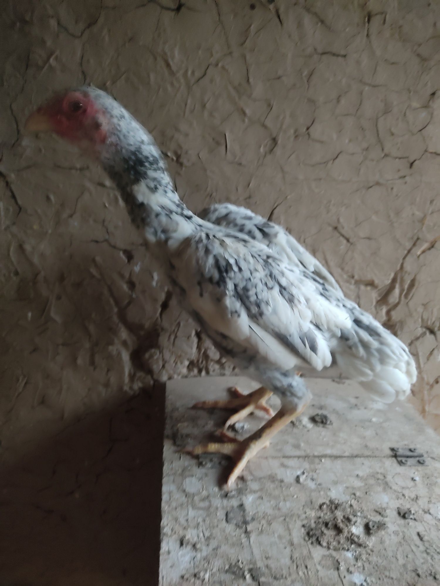 Ko shamo 2 ta kotta 6 oylik tovuq 1+1 2 oyli joʻja va bentam xoʻroz