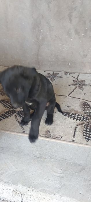 Лабладор+дворняга