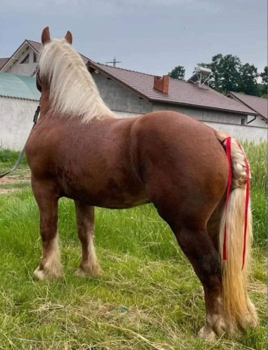 Manza disponibila !