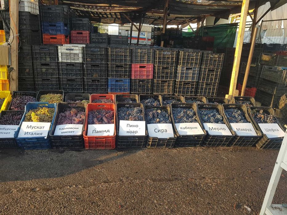 Продавам грозде за вино и ракия