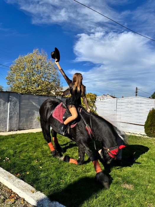 Armasar friesian pt copii- cal de scoala