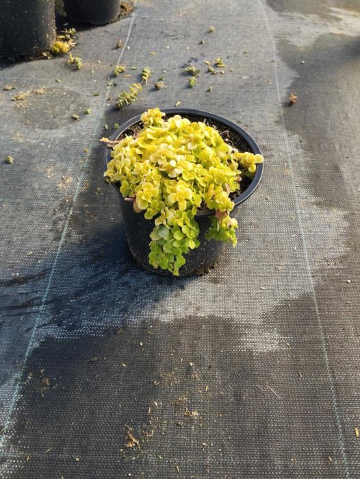 Зелени приятели за дома – сукуленти само по 6 лв! Зарадвайте себе си