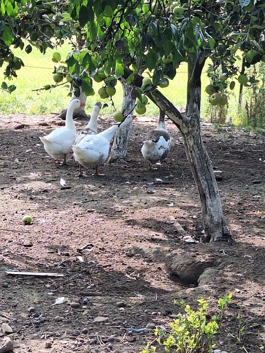 Vânt 4 gâște, 3 femele și 1 mascul