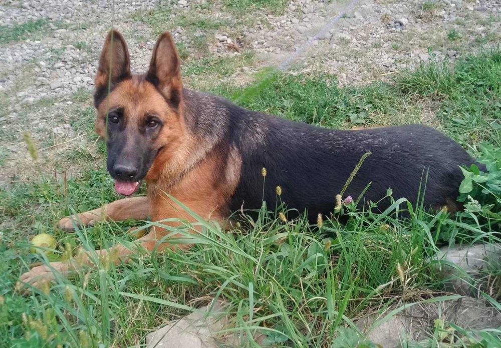 Vând femelă Ciobanesc German, 3 ani