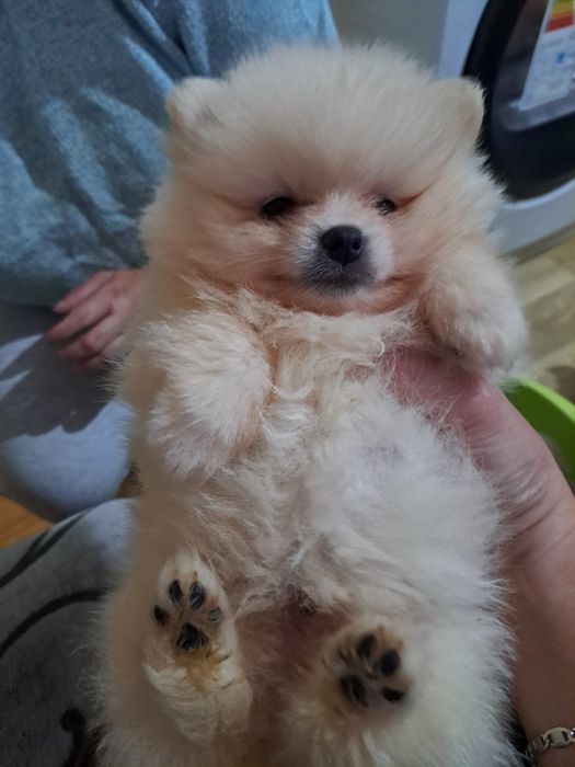 Померан мини шпиц