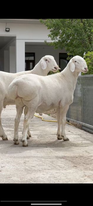 Aqiqa Uchun Semiz Qo‘y – qochqor Tezkor Yetkazish