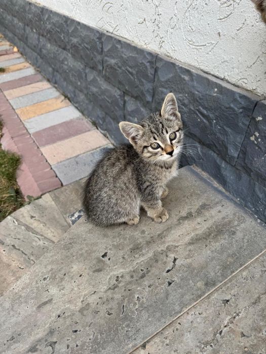 Отдам бесплатно домашних котят