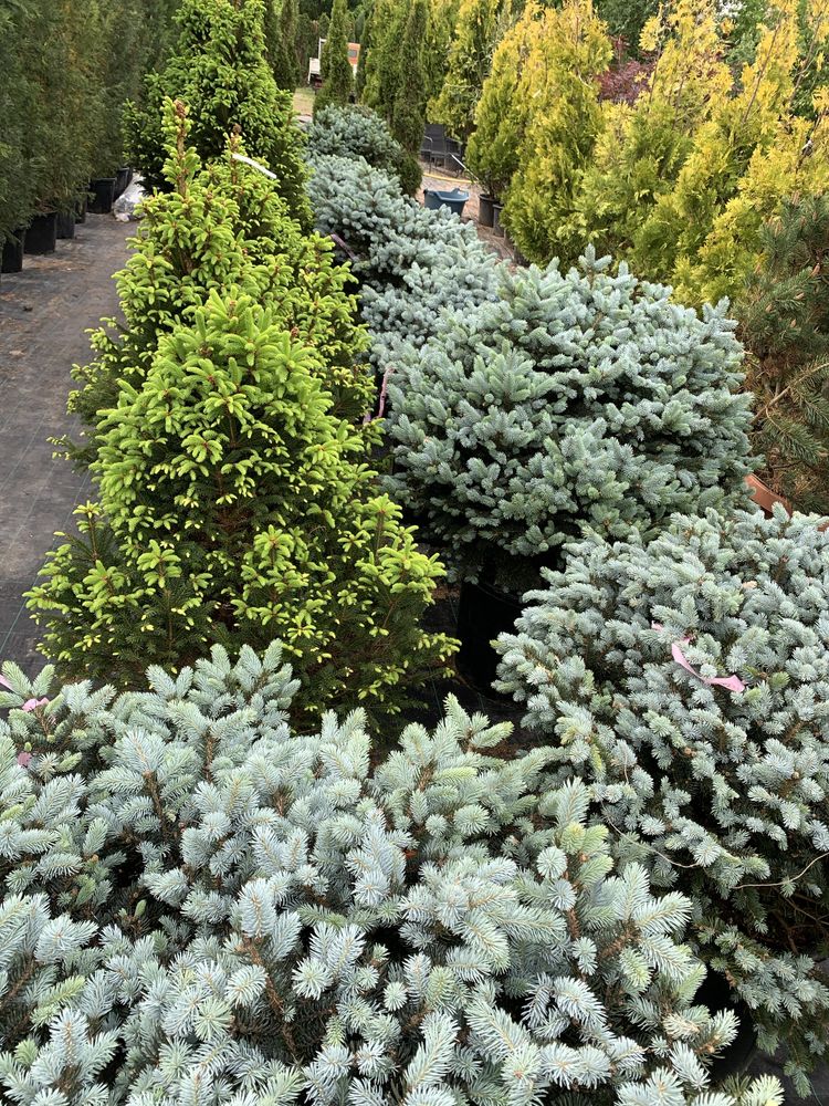 Plante ornamentale conifere si arbori gradini irigatii peisagist