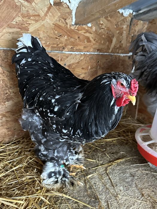 Cocosi brahma bobat si negru