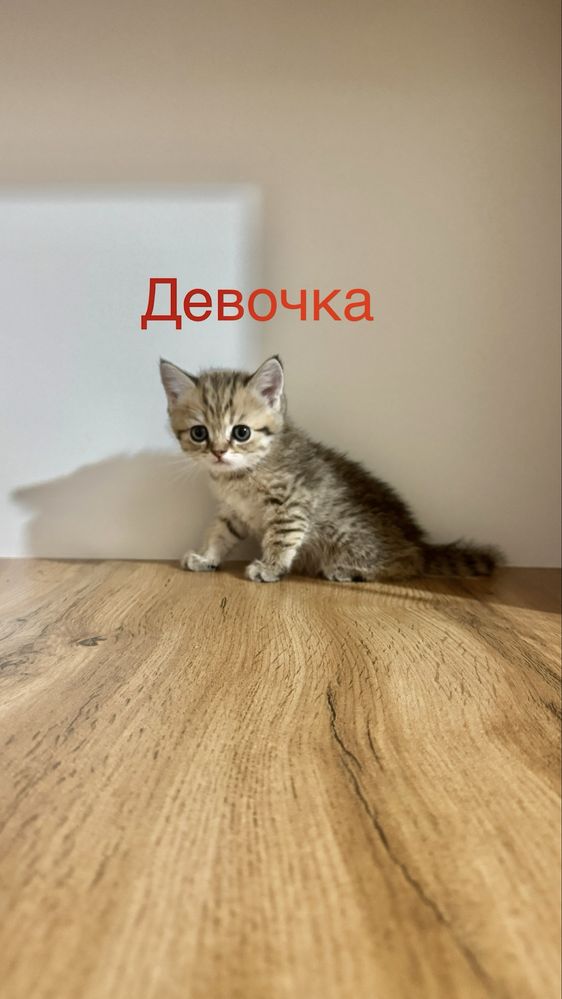 Продаётся чистокровный котята