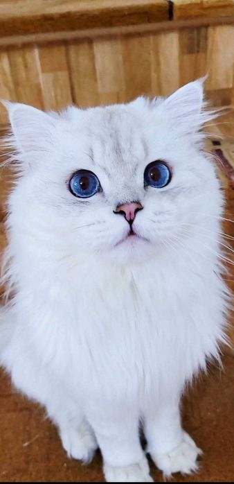 British longhair baiat superb cu ochii albastri intens
