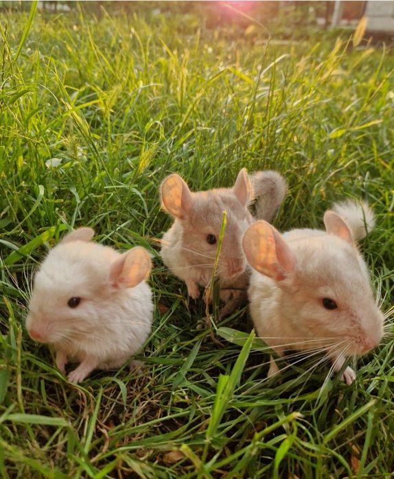 Pui de chinchiila 250lei